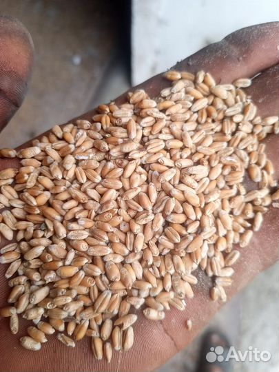 Зерно пшеница 5 класс