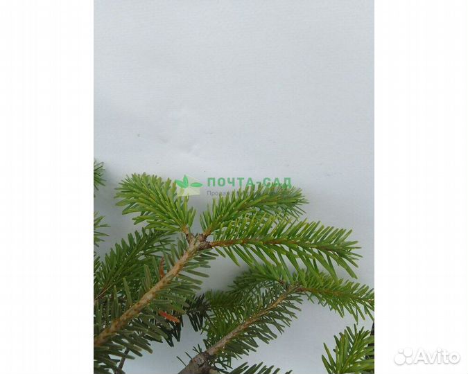 Пихта Нордмана