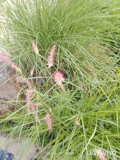 Лаванда в горшке