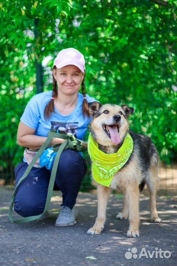Терьер небольшой в добрые руки из приюта