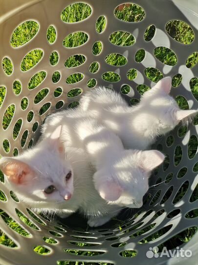 Котята белоснежные