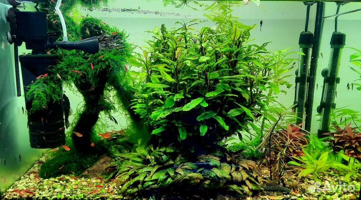 Креветки Cherry