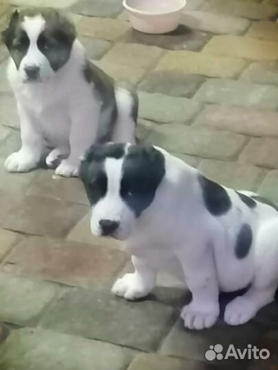 Среднеазиатская овчарка алабай щенки