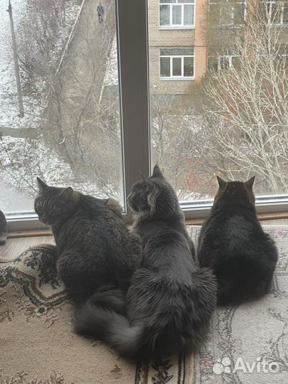 В добрые руки бесплатно