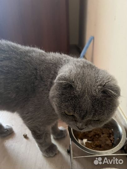Шотландская вислоухая кошка бесплатно