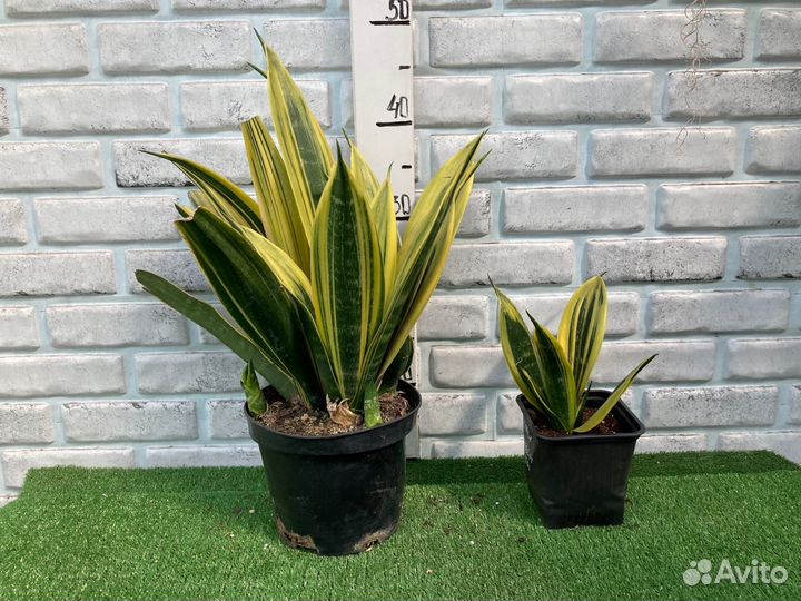 Сансевиерия из питомника растений