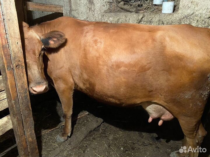 Корова дойная