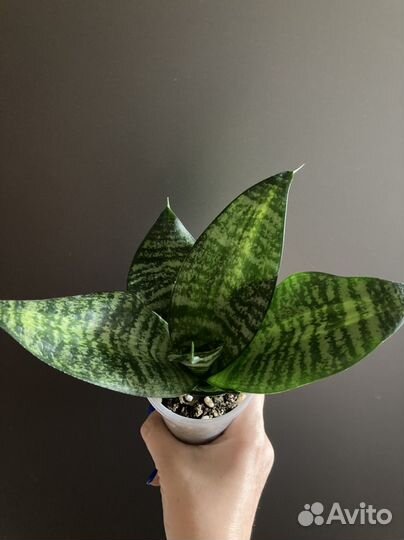 Сансы разных сортов часть 1