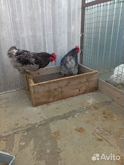 Куры,петухи