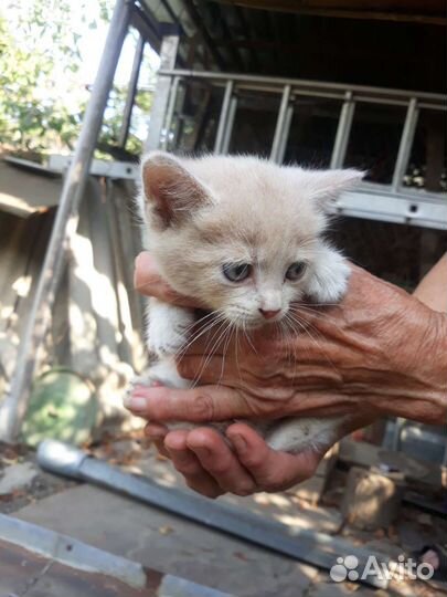 Котята в добрые руки бесплатно