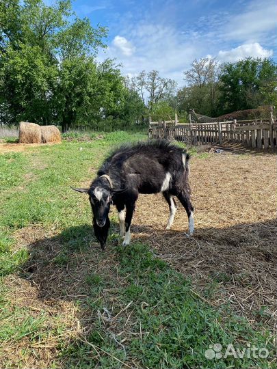 Коза, Козел