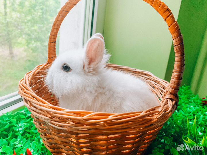 Карликовый кролик - очень редкие VIP кролики