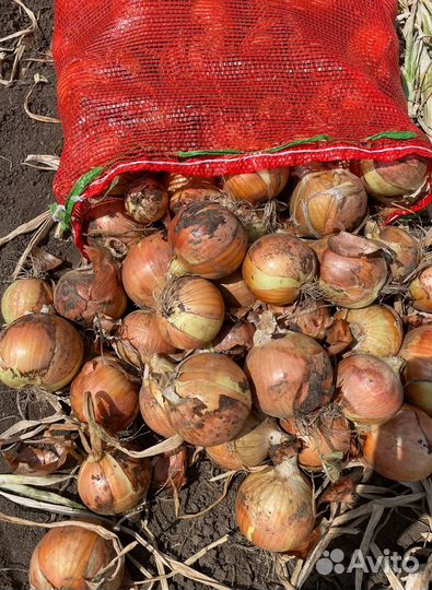 Лук оптом
