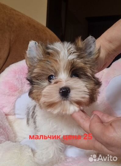 Щенки бивер йорка