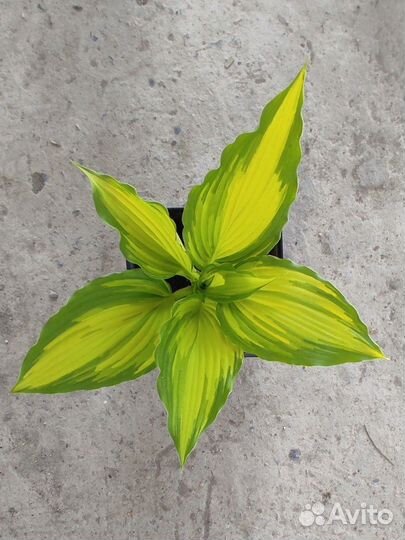 Хосты много сортов