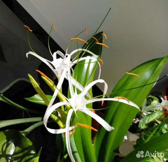 Эухарис амазонская лилия и гименокалис