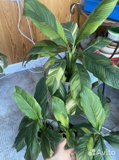 Спатифиллум сенсация вар