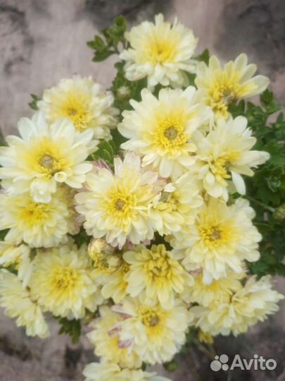 Хризантема корейская