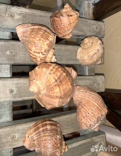 Ракушка рапан для аквариума