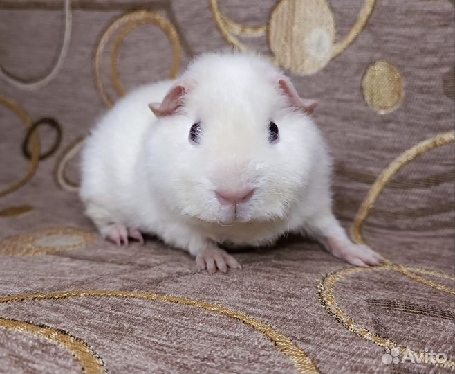 Морская свинка тедди