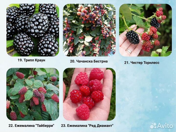 Саженцы ежевики, ежевика