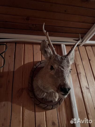 Чучело косули с рогами