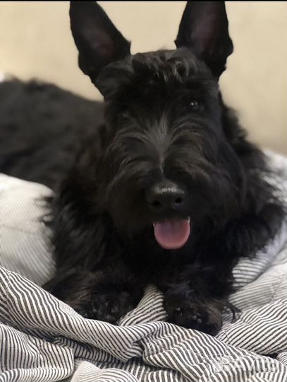 Собака для вязки Скотчтерьер