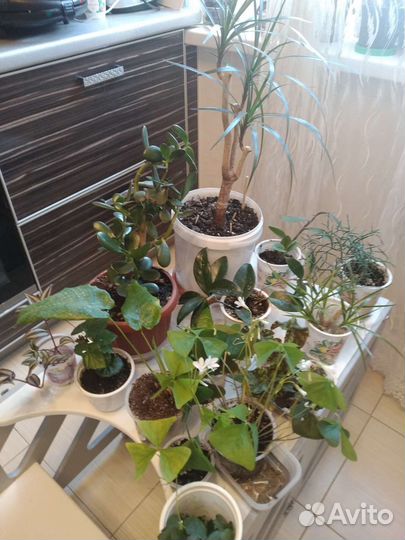 Домашние цветы