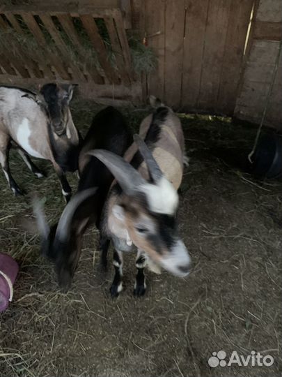 Продажа дойная коза