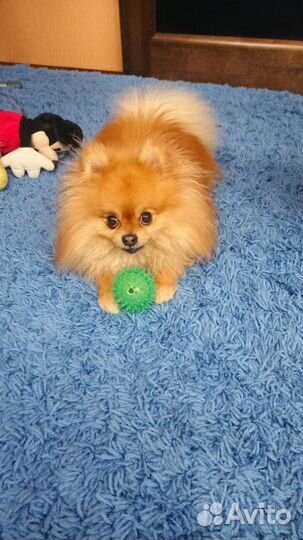 Мини шпиц вязка