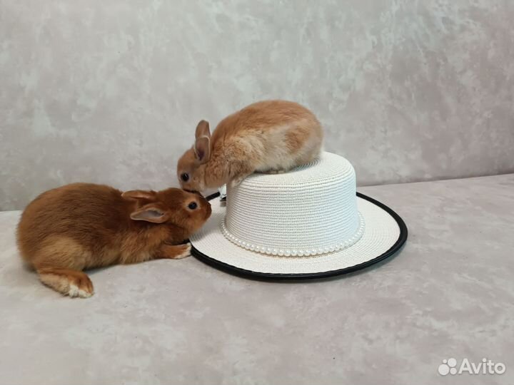 Карликовые крольчата