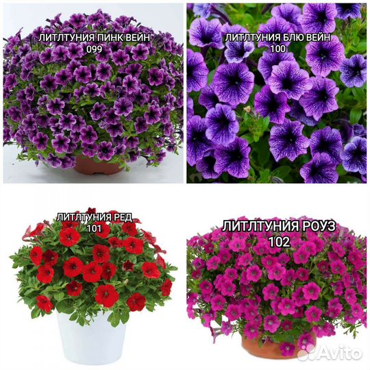 Вегетативная петуния