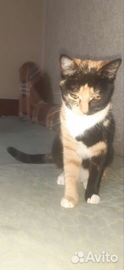 Отдам кошку в добрые руки