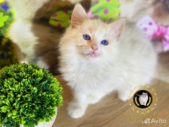 Рэгдолл в редчайшем окрасе ред биколор