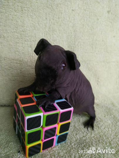 Морская свинка Скинни. Девочка