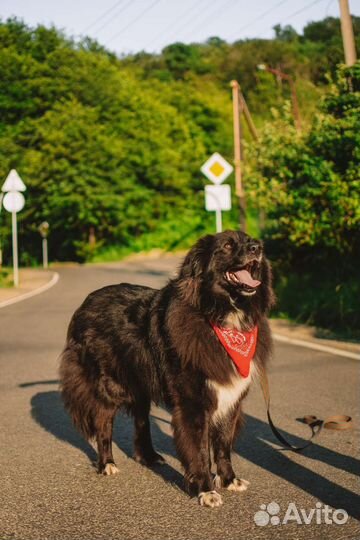 Метис Ньюфаундленда ищет семью