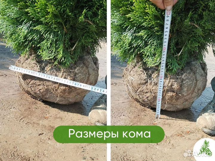 Туя смарагд