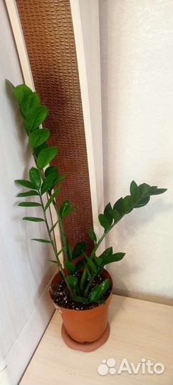 Замиокулькас, долларовое дерево