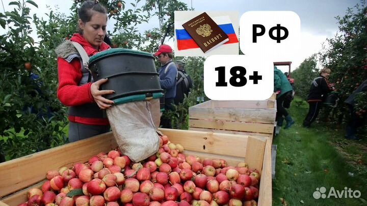 Вахта в Липецкой обл. Сборщик / Сборщица яблок