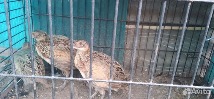 Фазанята охотничьи