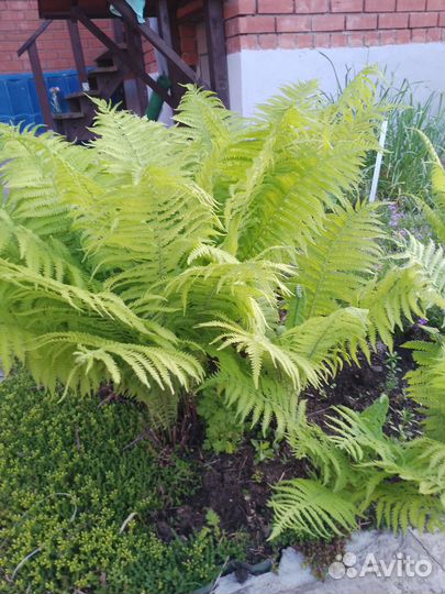 Папоротник садовый