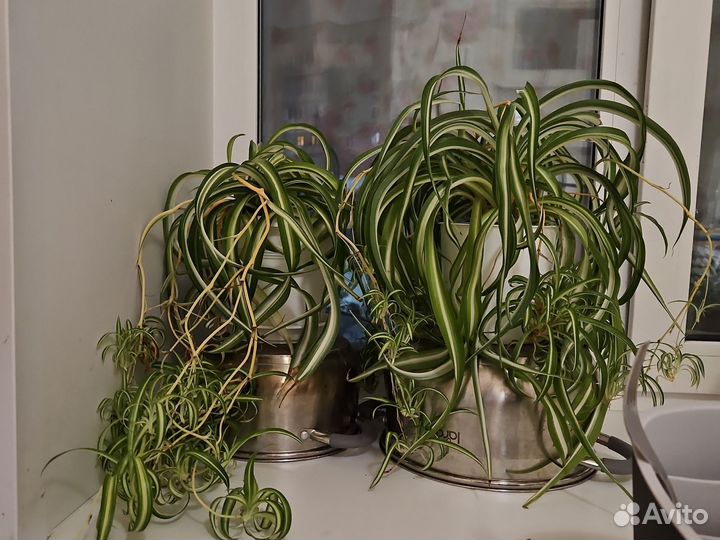 Хлорофитум кудрявый