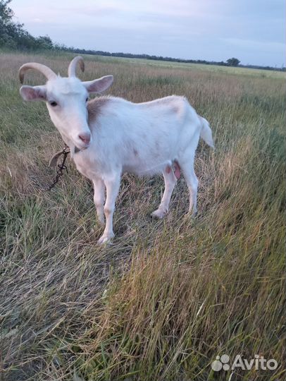 Коза дойная