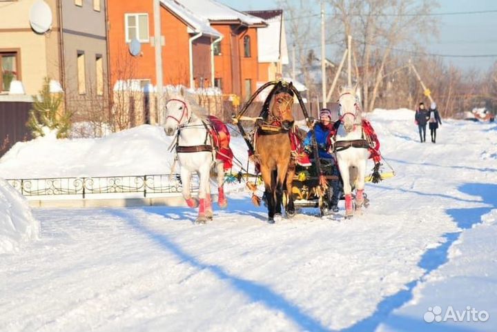 Конные прогулки