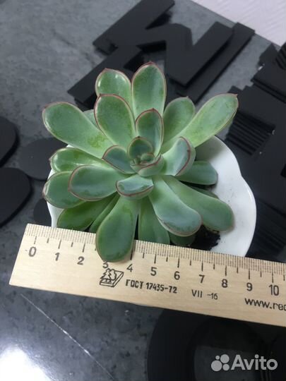Каменная роза суккулент