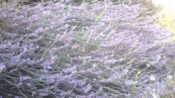 Продам лаванду