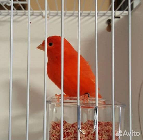 Кенары муаровые, красные,оранжевые