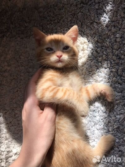 Котята бесплатно в добрые руки