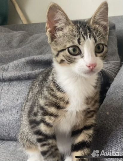 Котенок в добрые руки