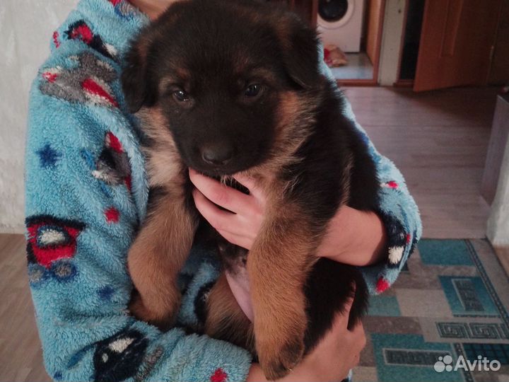 Немецкая овчарка